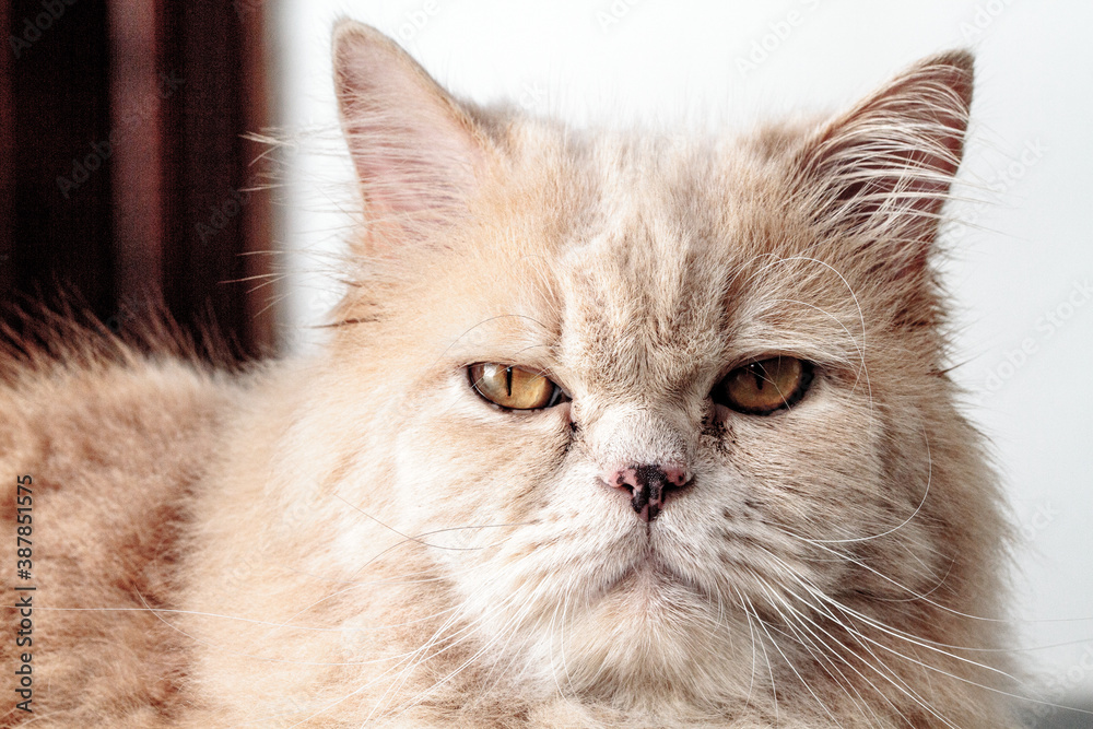 cat on a white background. Domestic Persian cat. Cream colored Persian cat