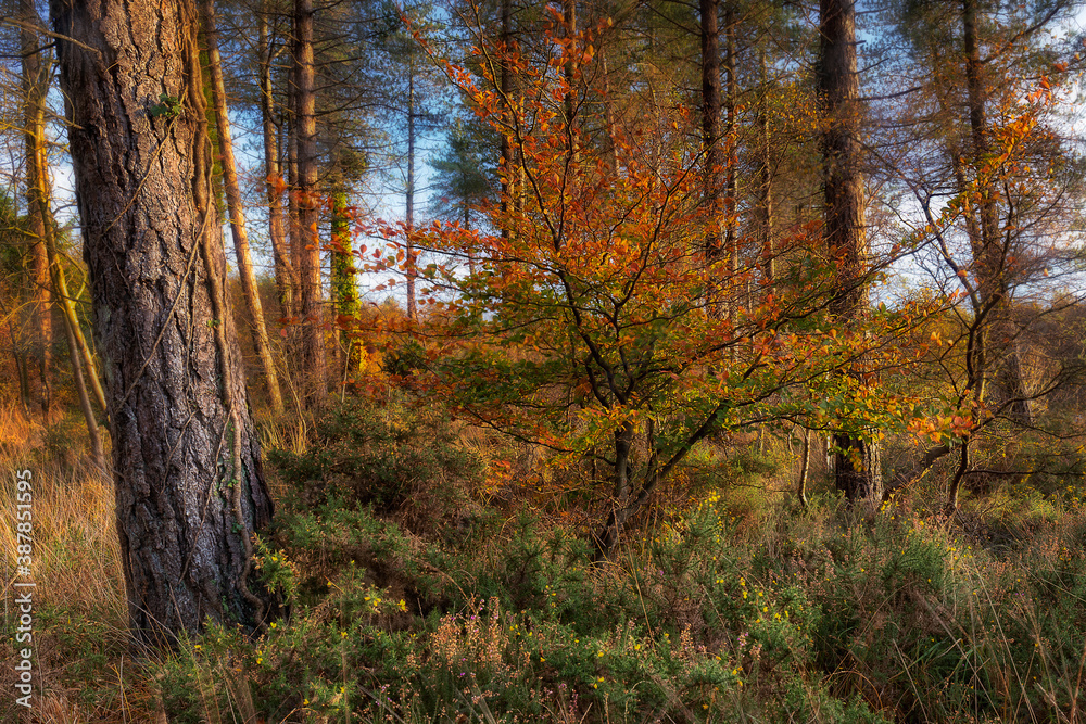 autumn in the woods