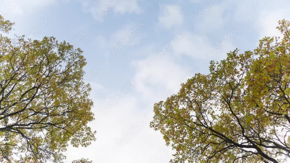 Time lapse tree branches with yellow autumn leaves on the background of the sky with clouds Time lapse tree branches with yellow autumn leaves on the background of the sky with clouds