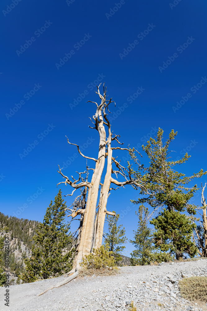 Naklejka premium Sunny landscape of the Bristlecone Trail