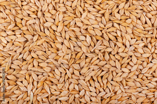 Malted barley grains background. Barley seed close up. Top view.