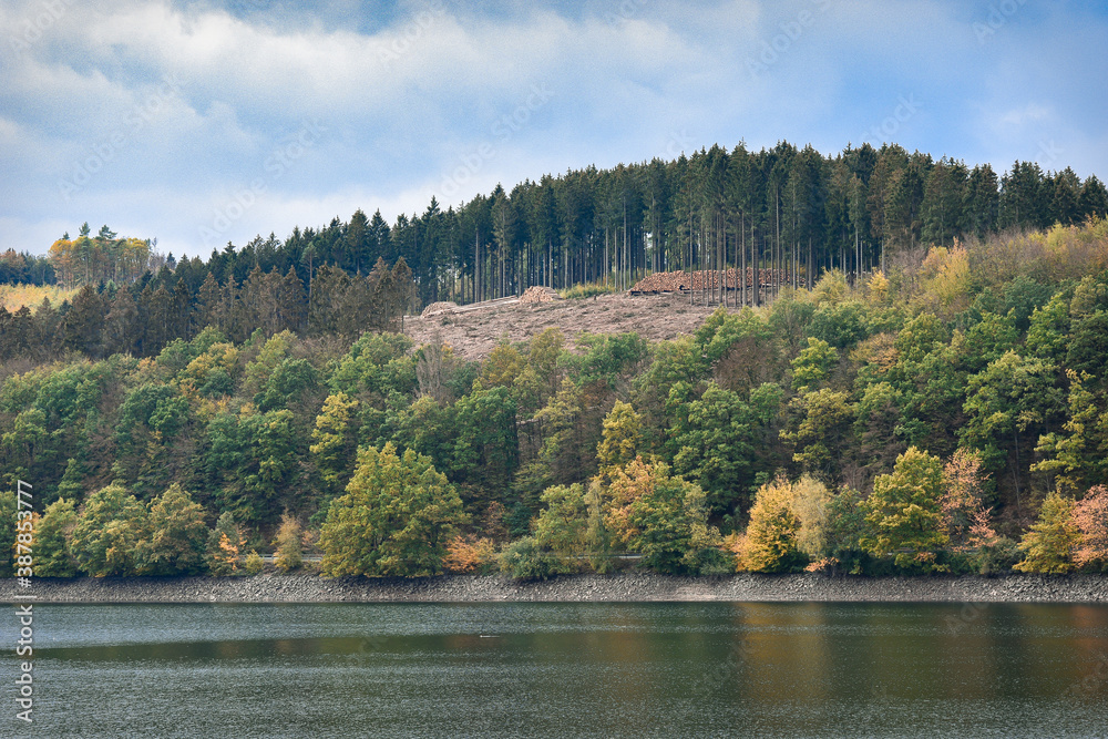 Autumn forest landscape