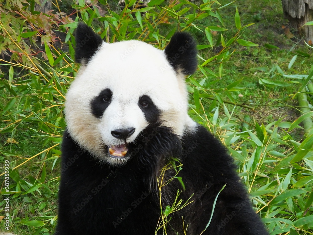 Obraz premium panda
