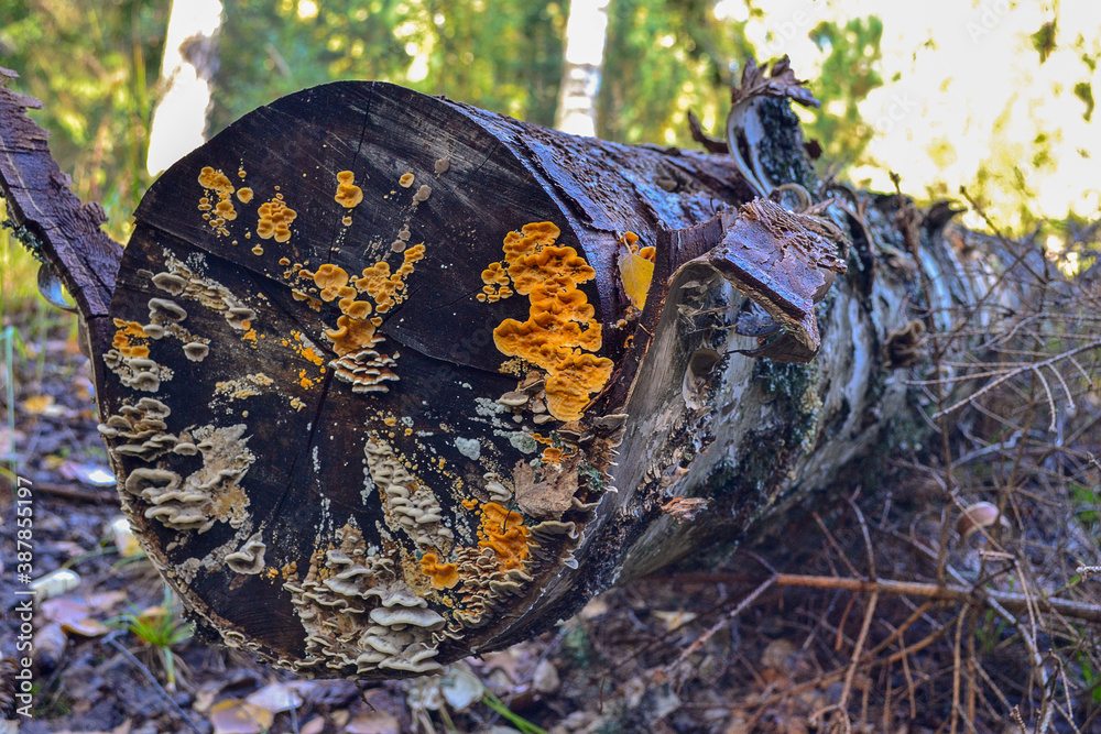 Obraz premium autumn leaves on the ground