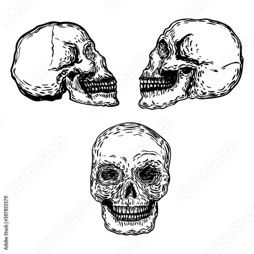 Set of decorative human skulls in different directions, hand drawn illustration. Stylized drawing of decorative witchcraft, voodoo magic attribute. Illustration for Halloween. Vector.
