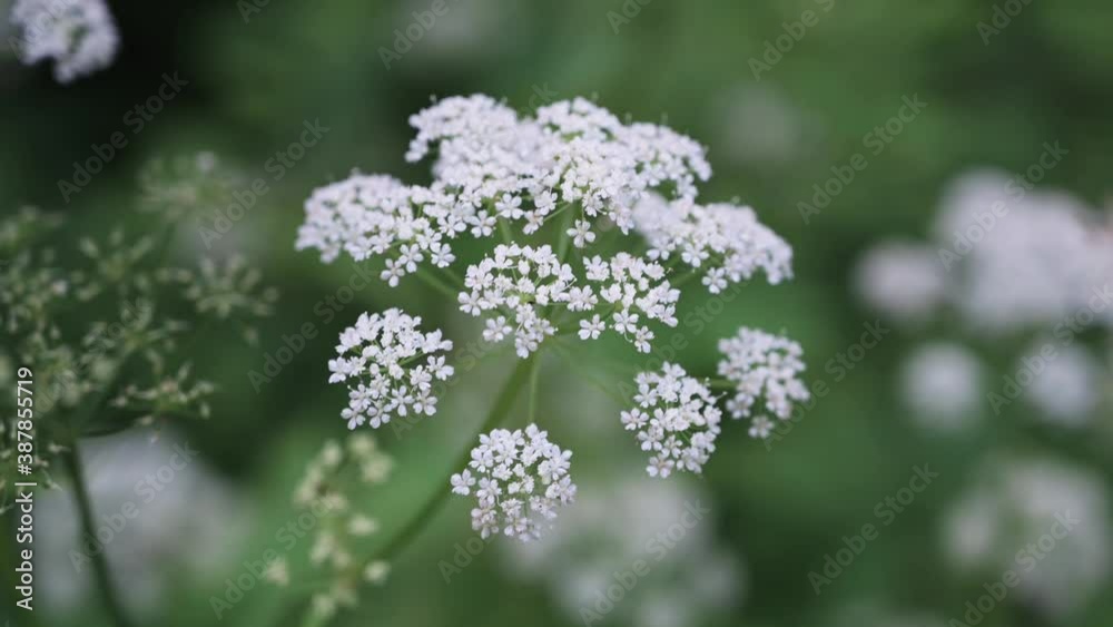 Flowers and buds on a green bush Flowers and buds on a green bush