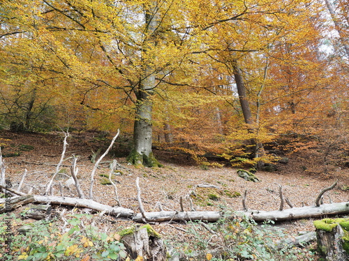 Landschaften im Herbst – Fischbach bei Dahn – Ortsgemeinde in Rheinland-Pfalz photo