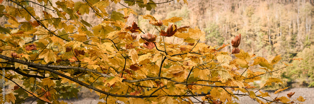 Autumnal foliage Autumnal foliage