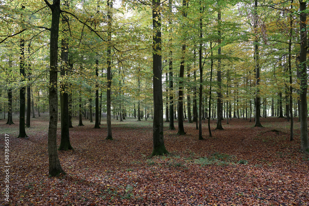 Beautiful beech forest in the morning light