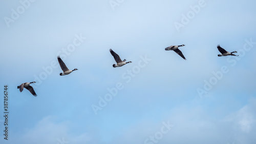 Canada Geese Flying