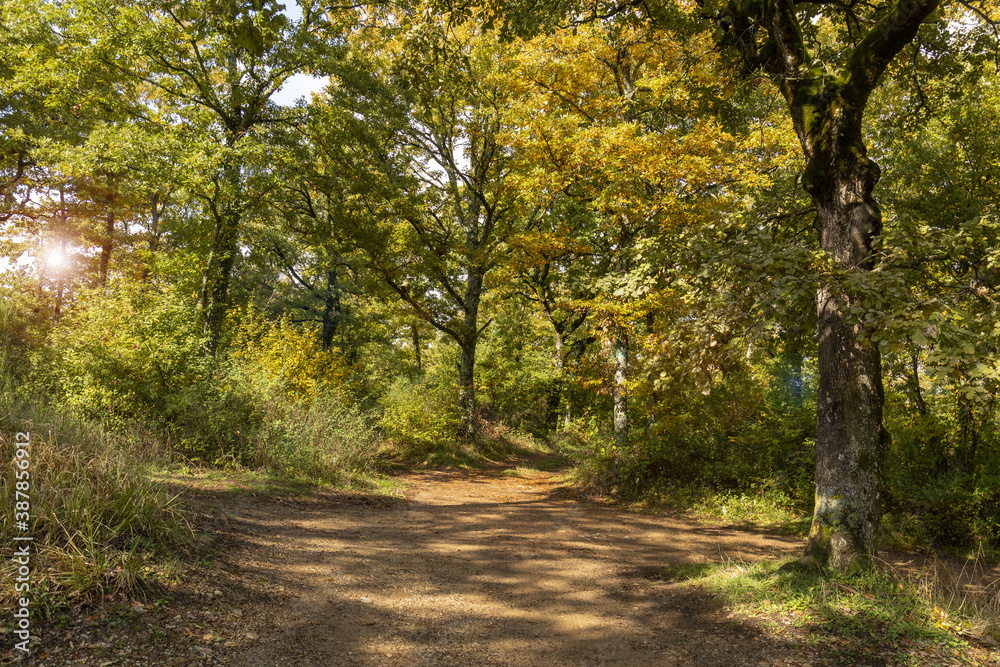 Sentiero in autunno