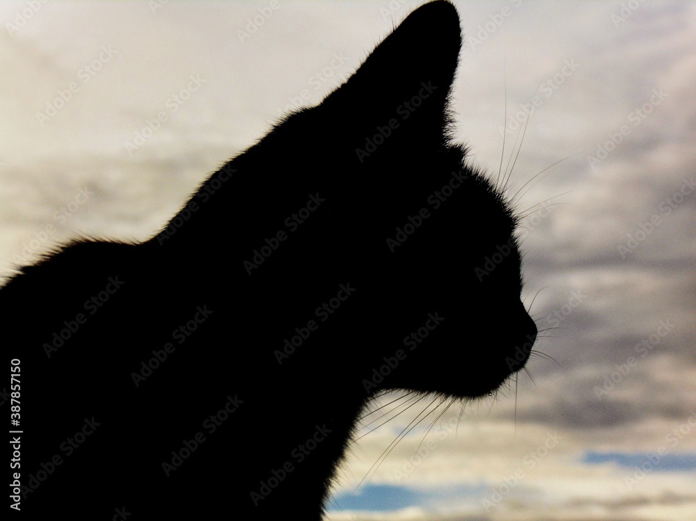 Fototapeta premium silhouette of a cat