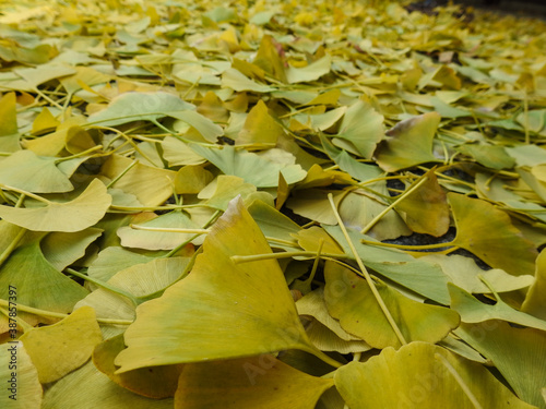 leaves on the ground, fall leaves, fall background