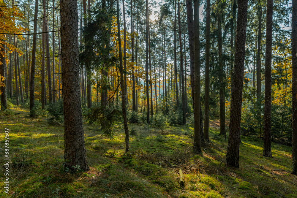 autumn forest in the morning