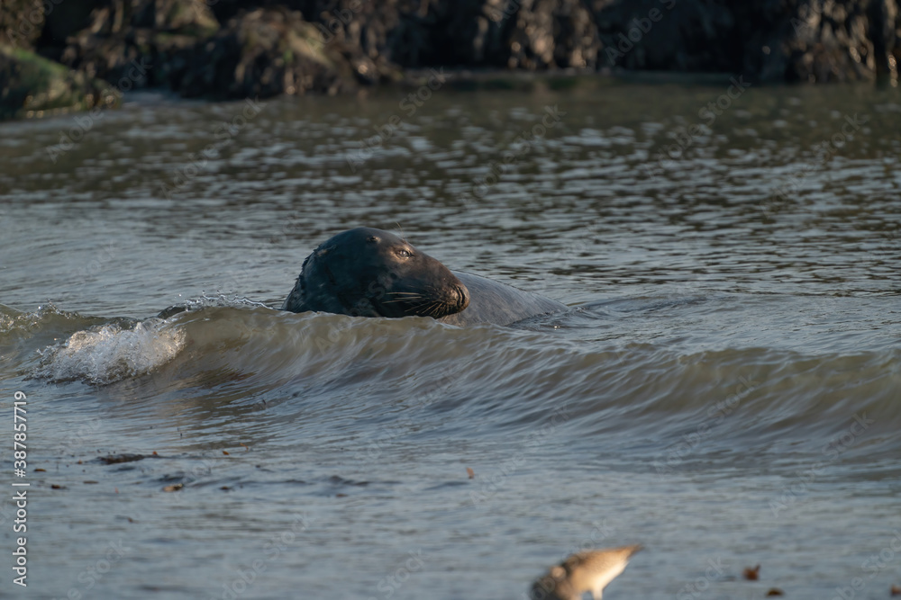 Fototapeta premium One Grey Seal, Halichoerus grypus. Swimming in the sea with head above water. Looking at camera