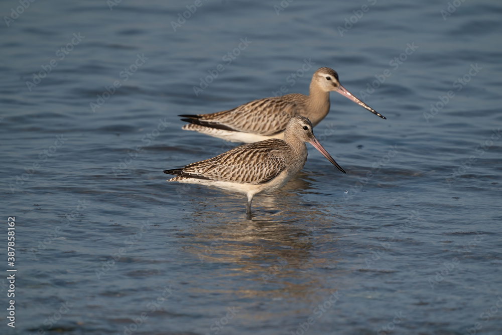 Close-up of a black-tailed godwit Limosa Limosa wader birds foraging in the water. Selective sharpness depth Close-up of a black-tailed godwit Limosa Limosa wader birds foraging in the water. Selective sharpness depth
