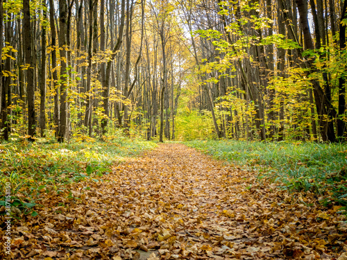 autumn park with paths covered with yellow leaves