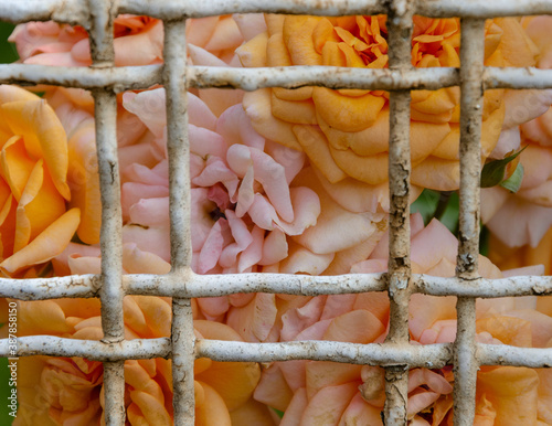Plakat Roses