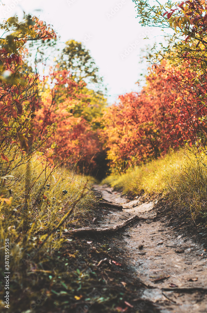 Low angle view of a forest pathway with autumn leaves on the ground, colourful fall season