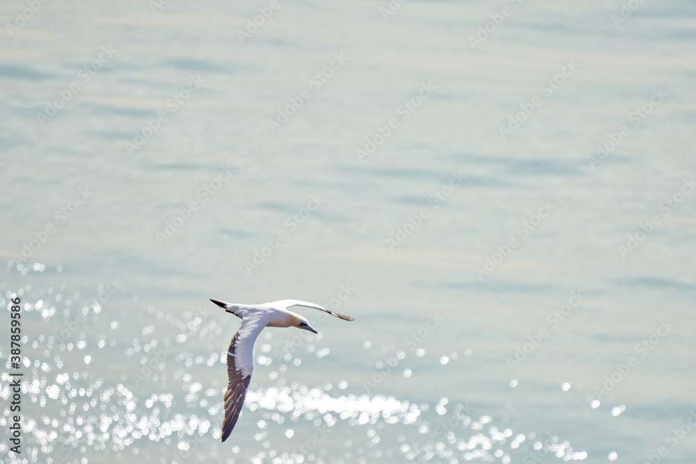 A single white and yellow gannet flies above the sea where the sun shines A single white and yellow gannet flies above the sea where the sun shines