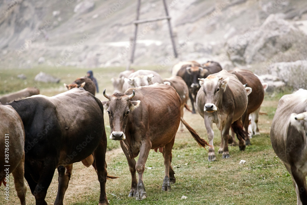 Migration of a herd of cows in the mountains of Dagestan. Shepherds drive the herd to the farm. Migration of a herd of cows in the mountains of Dagestan. Shepherds drive the herd to the farm.