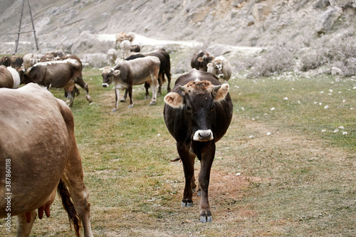 Migration of a herd of cows in the mountains of Dagestan. Shepherds drive the herd to the farm.