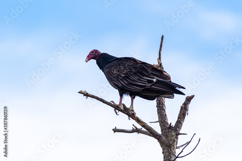 Fotografija Turkey Vulture sitting in dead tree