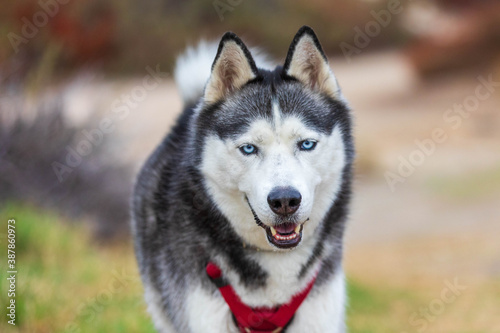 Husky face walking in the park