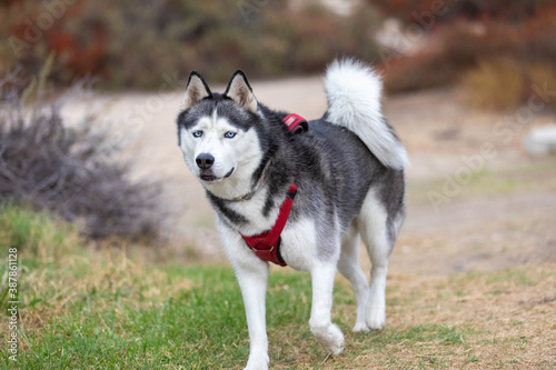 Siberian husky walking in the park