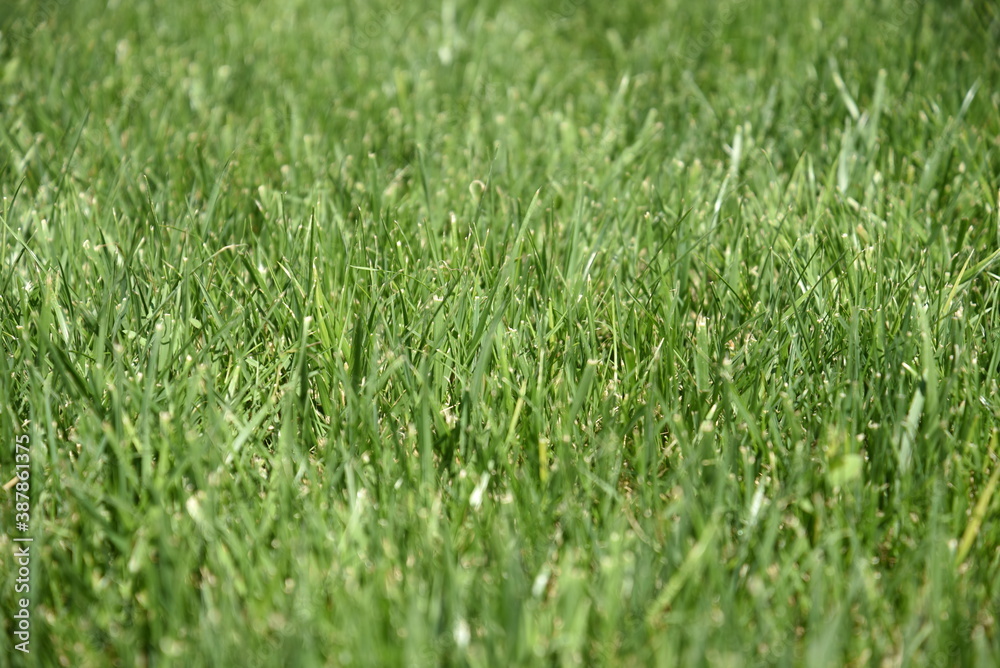 Beautiful Sunny Grass by Morning at Summer