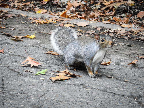 Squirrel in the park