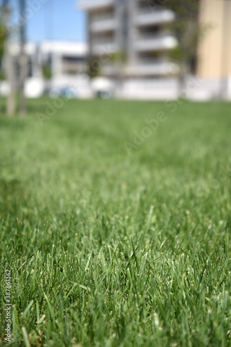 Beautiful Sunny Grass by Morning at Summer