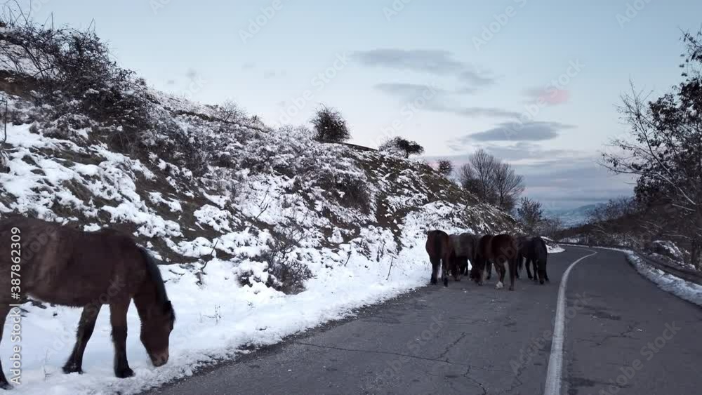 Brown stallion horses standing, grazing on the road in winter Brown stallion horses standing, grazing on the road in winter