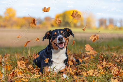 Dog with autumn colors in background, Appenzeller Sennenhund