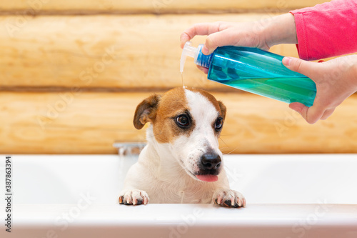 A child washes his dog Jack Russell Terrier with shampoo or soap in the bathroom. Taking care of the health of pets.