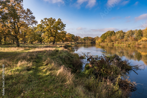 beautiful landscape in oak grove with clumsy branches near river in gold autumn