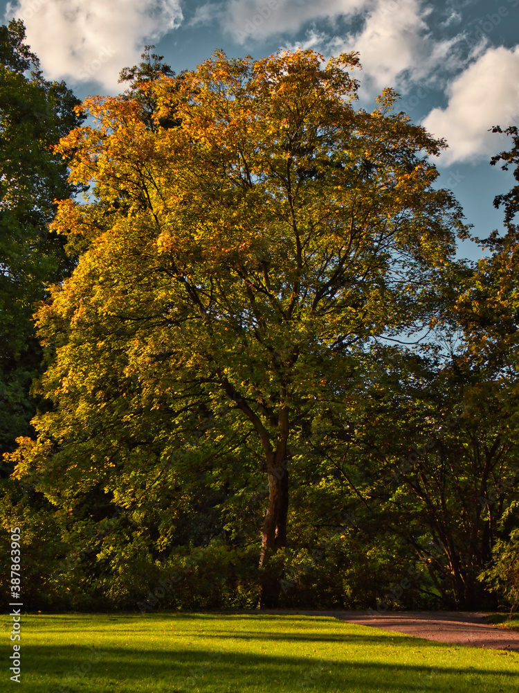 Autumn Tree in the Ilm Park in Weimar