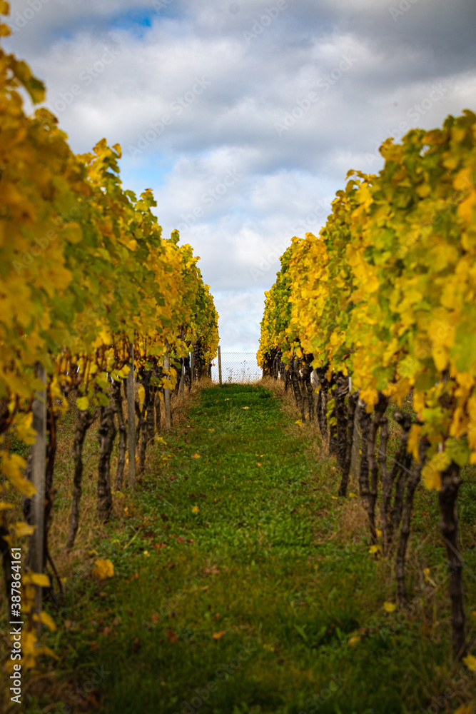 Fototapeta premium Weinstock