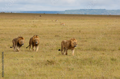 Brotherhood - coalition of male lion on the plains of the Masai Mara National Reserve in Kenya © henk bogaard