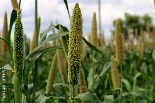 Closeup view of Pearl millet plant. photo