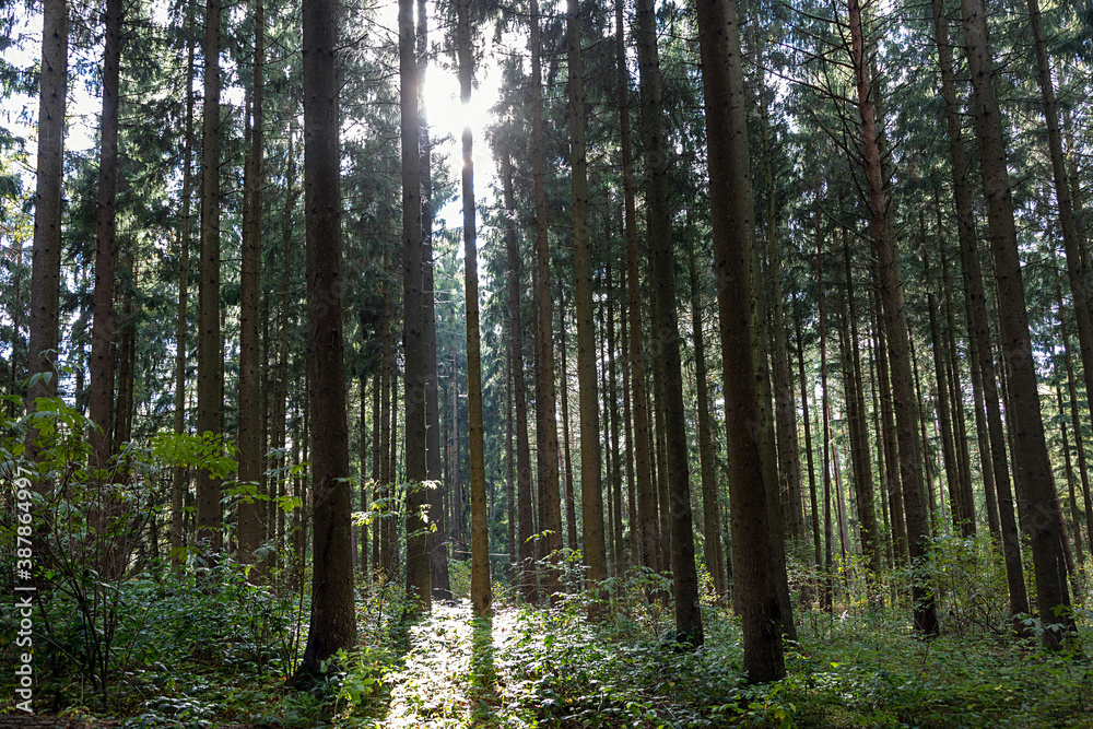 Wald im Gegenlicht bei tiefstehender Sonne Wald im Gegenlicht bei tiefstehender Sonne