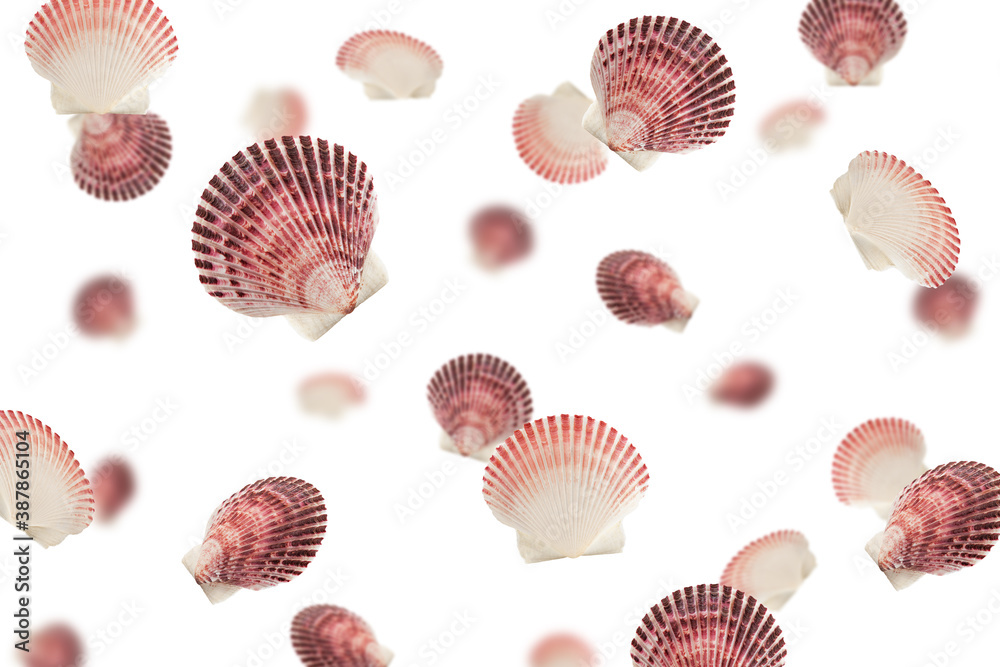 Falling scallops sea shell isolated on white background, selective focus Falling scallops sea shell isolated on white background, selective focus