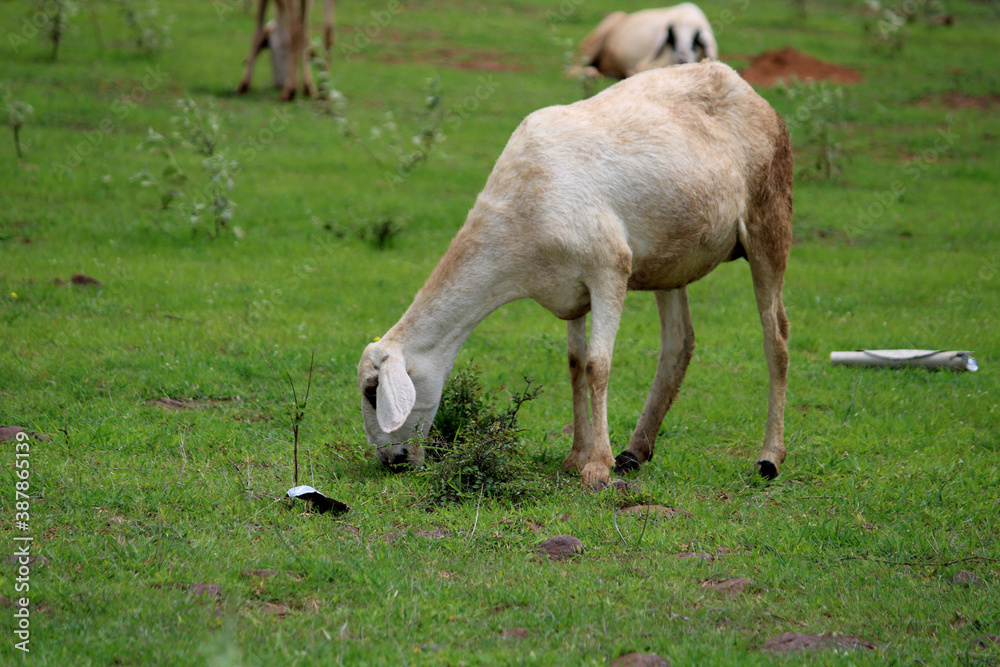 Closeup view of grass eating sheep. Closeup view of grass eating sheep.