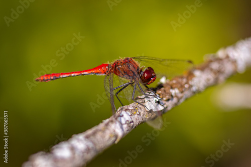 Libelle abflugbereit  © Eugen
