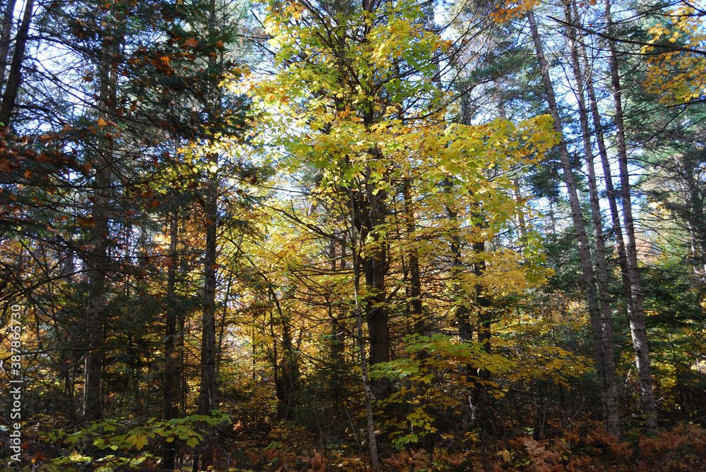 yellow and red autumn leaves in the sunny forest yellow and red autumn leaves in the sunny forest