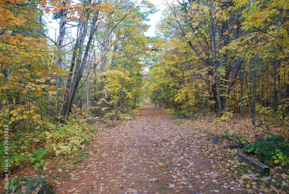 yellow and red autumn leaves in the sunny forest yellow and red autumn leaves in the sunny forest