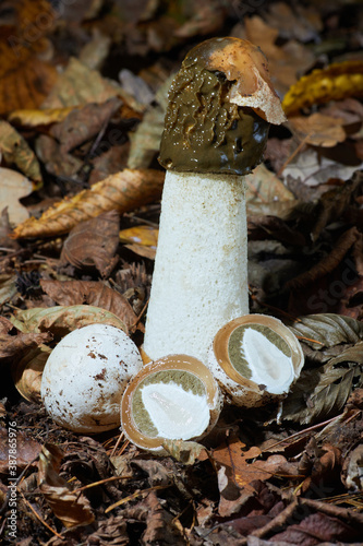 Phallus impudicus, known colloquially as the common stinkhorn. Ripe mushroom, immature fruiting body (