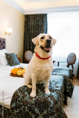 Labrador retriever dog on the bed indoors.