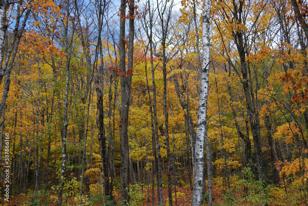 yellow and red autumn leaves in the sunny forest yellow and red autumn leaves in the sunny forest
