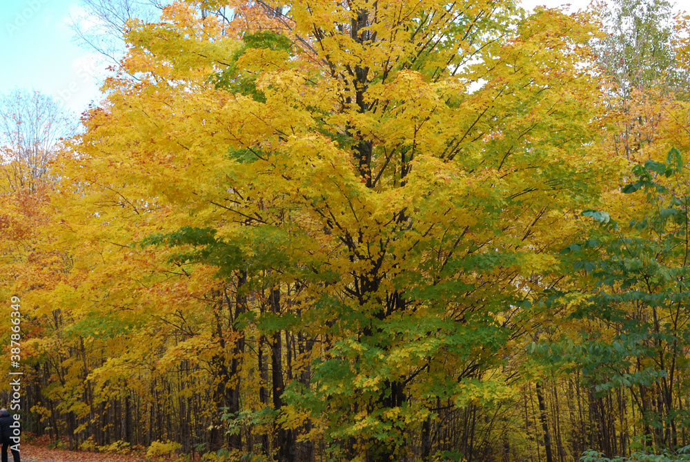 Fototapeta premium yellow and red autumn leaves in the sunny forest
